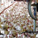 Visszatérhet a brazil csirke az uniós piacra: újabb árverseny fenyegeti a magyar baromfitermelőket csirkefarm